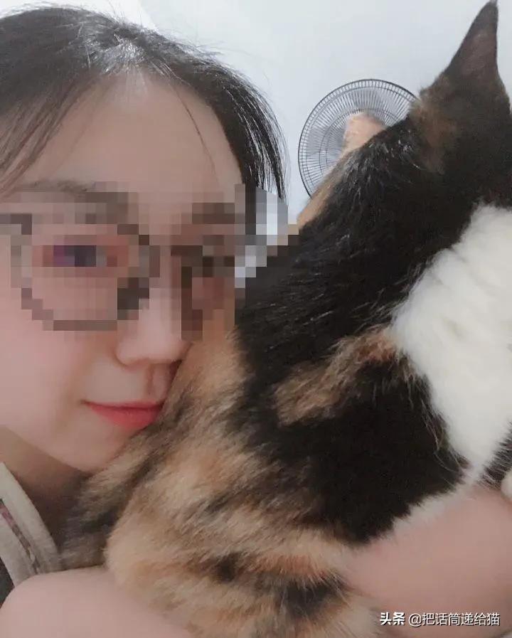 一只猫被另一只打,一只猫被两个人打