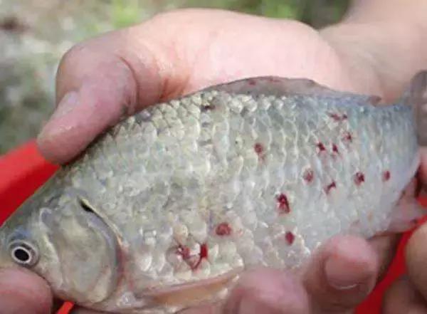 鲈鱼被锚头蚤叮咬,水温变化导致鱼趴缸怎么办