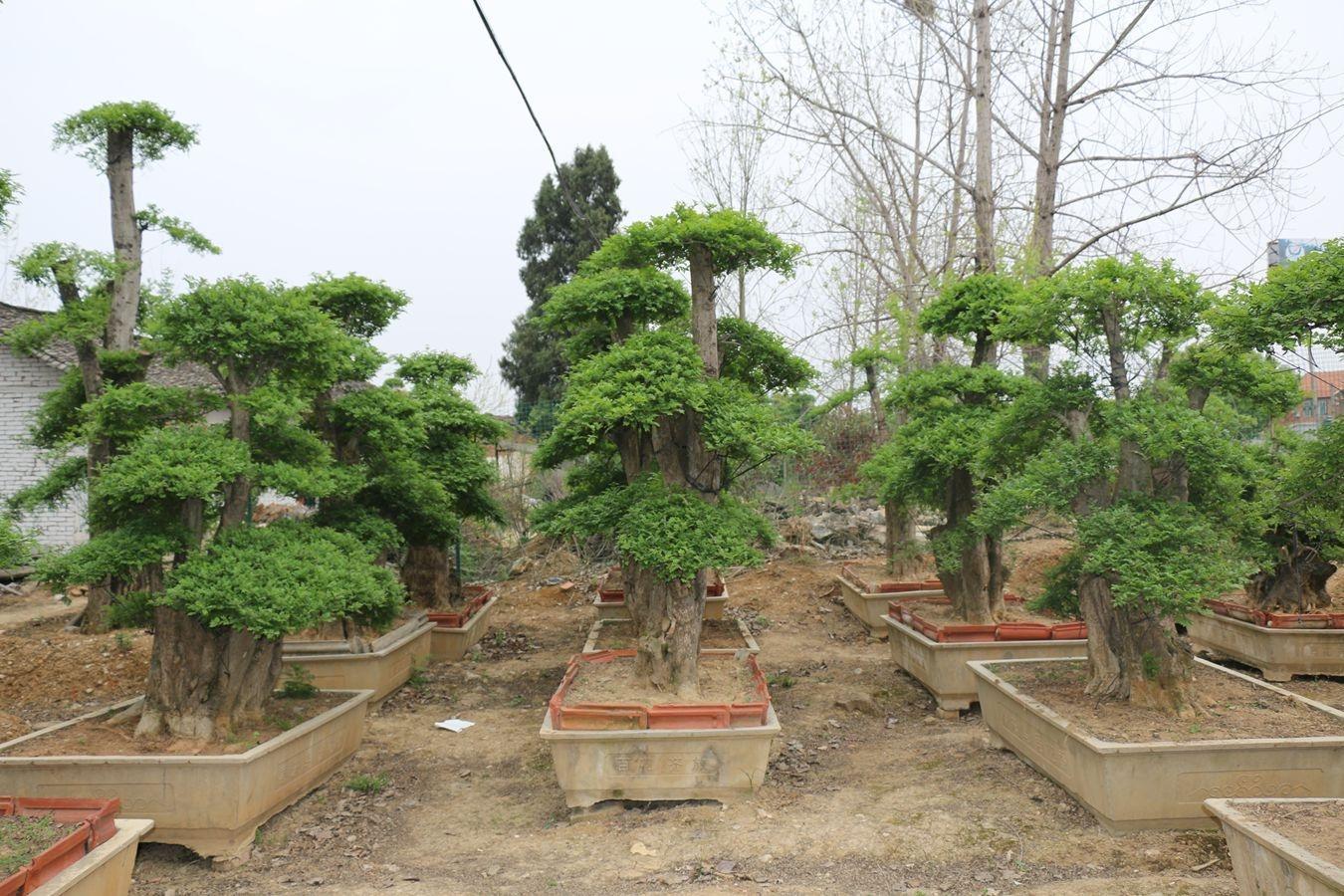 白蜡盆景技巧,白蜡和对节白蜡区别图片