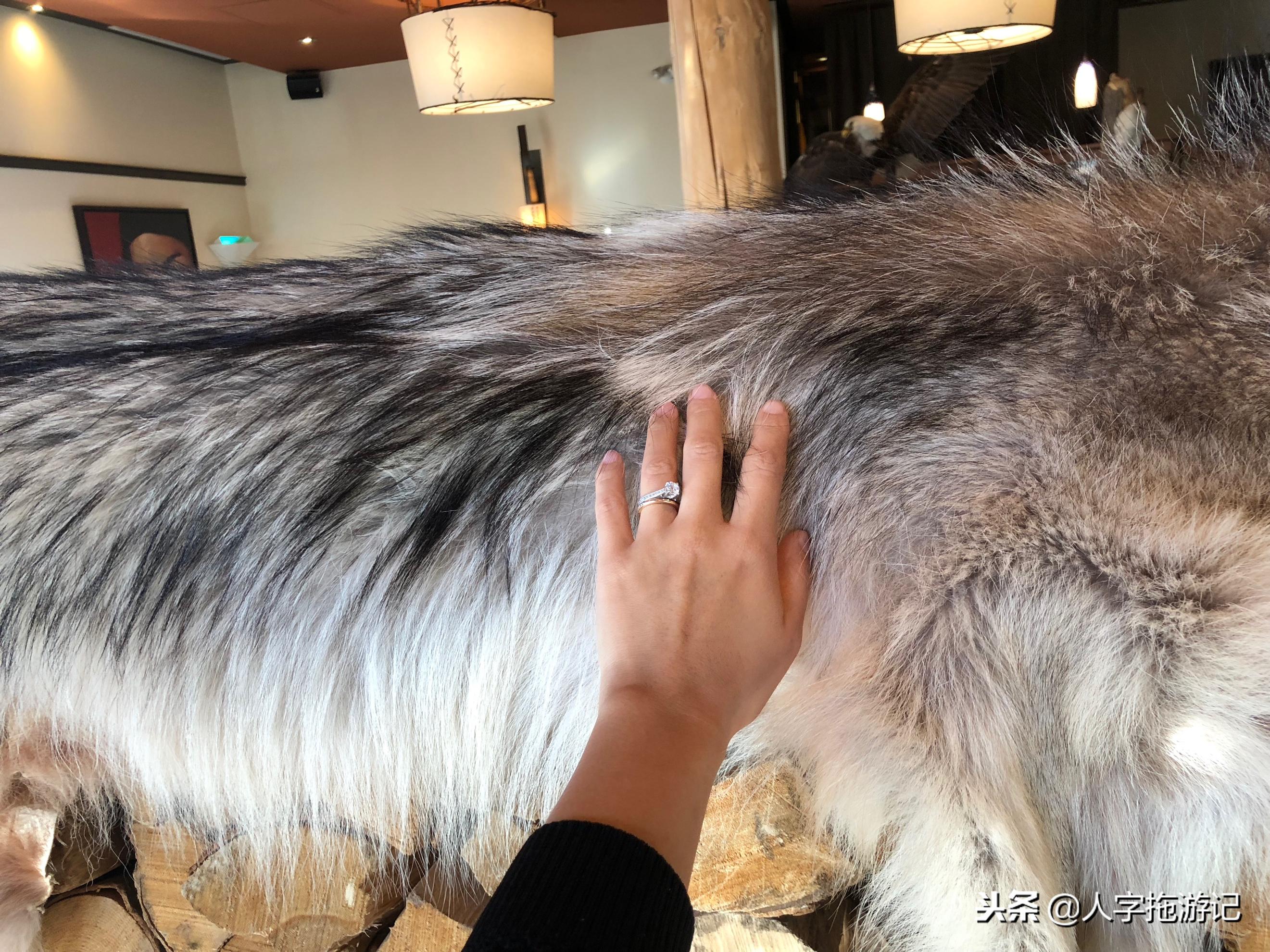 冬日极客，加拿大Wendake穿着狼爪去狼族