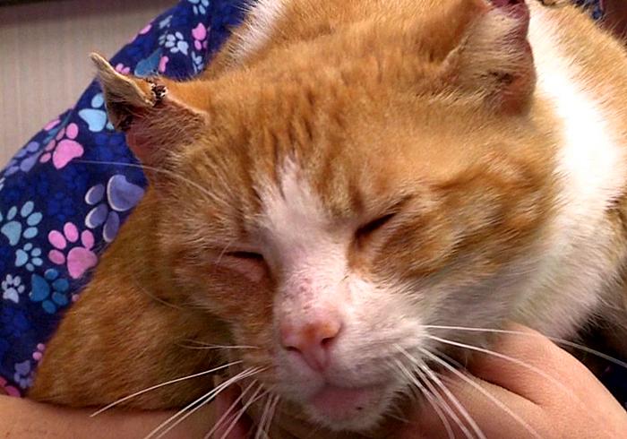 猫咪为什么变得异常警惕,猫哮喘和猫咳嗽怎么区分