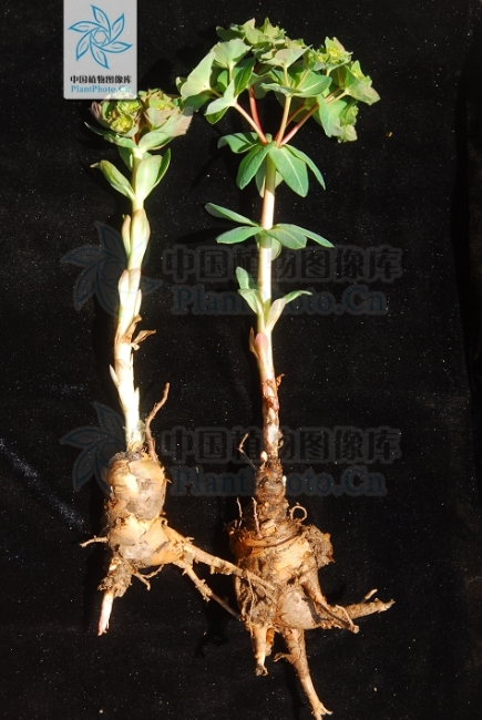 谈化疗色变这几个误区你中招了吗,十大极毒的植物