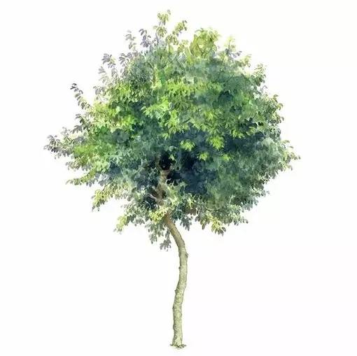 十种不同树叶的画法,五种不同树木的画法简单的