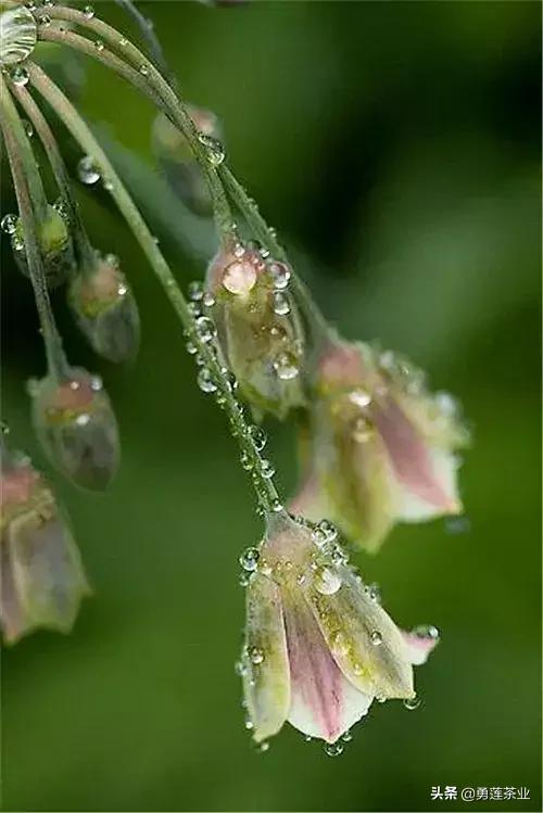 乳名，叫小咩咩，回到红花苑豪华公寓