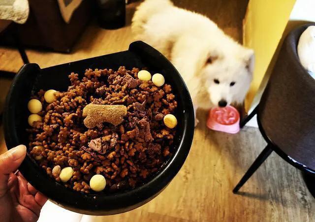 狗狗挑食吐黄水也不吃狗粮,狗狗太挑食不肯吃狗粮怎么办