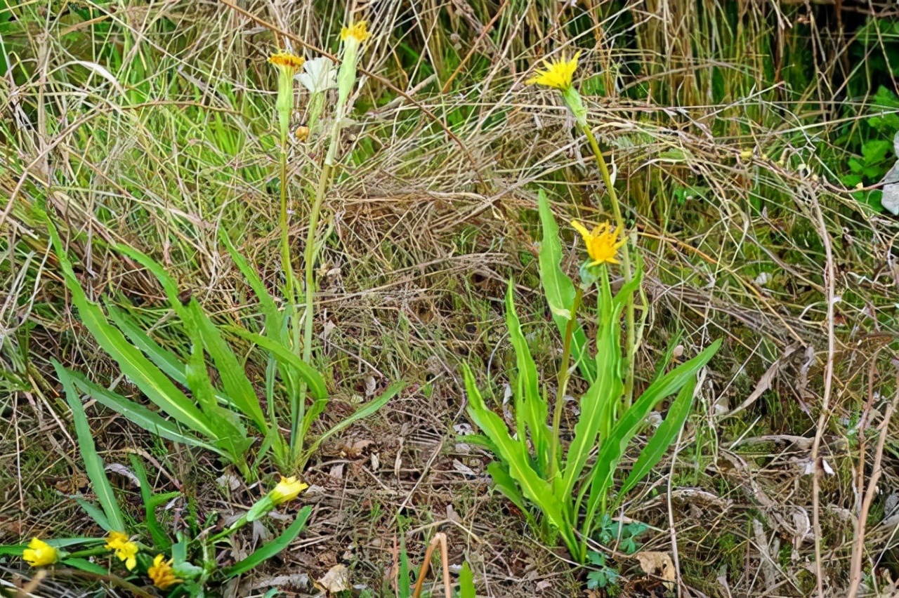 农村山上的那种黄色的野菊花,野生路边菊图片大全