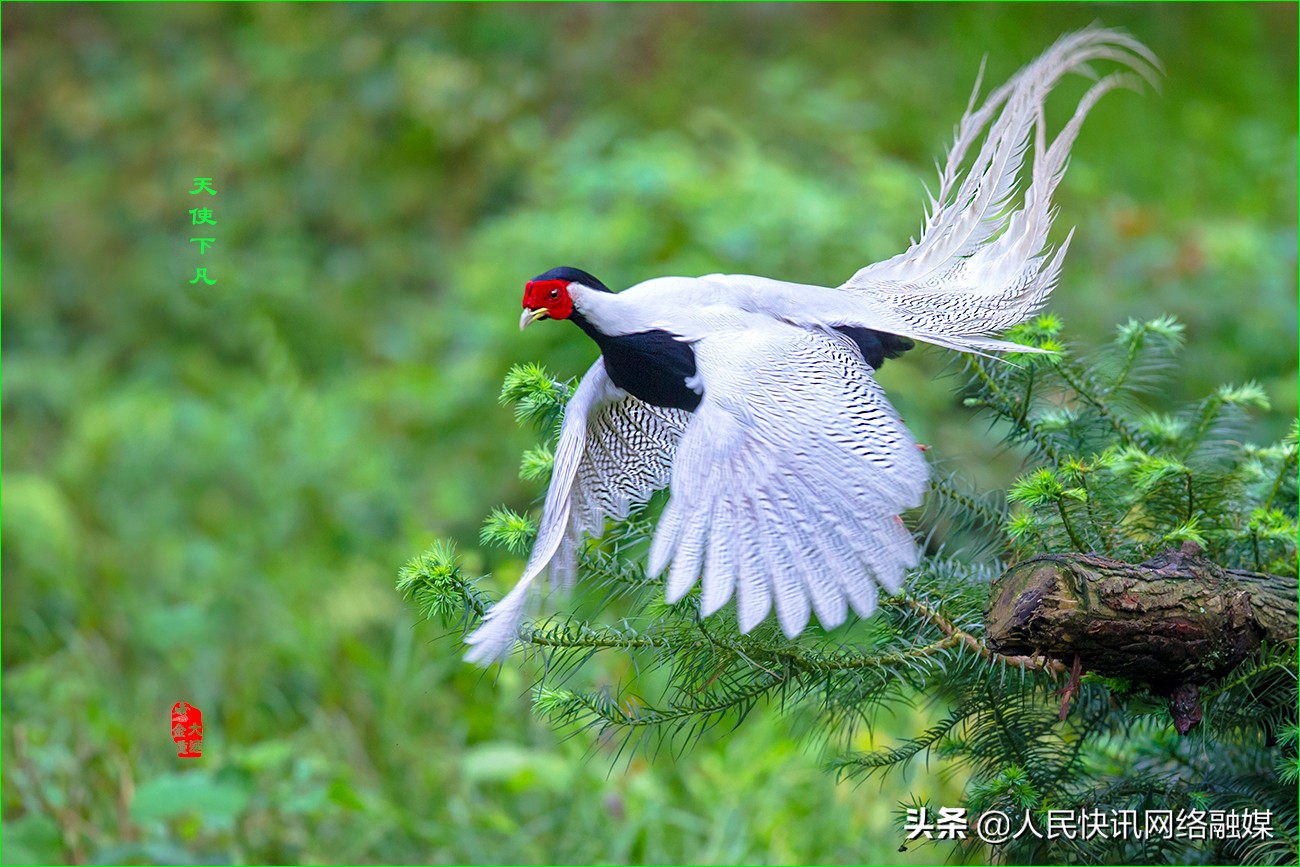 白衣天使大爱无疆的精神,白衣天使大爱无边完整版