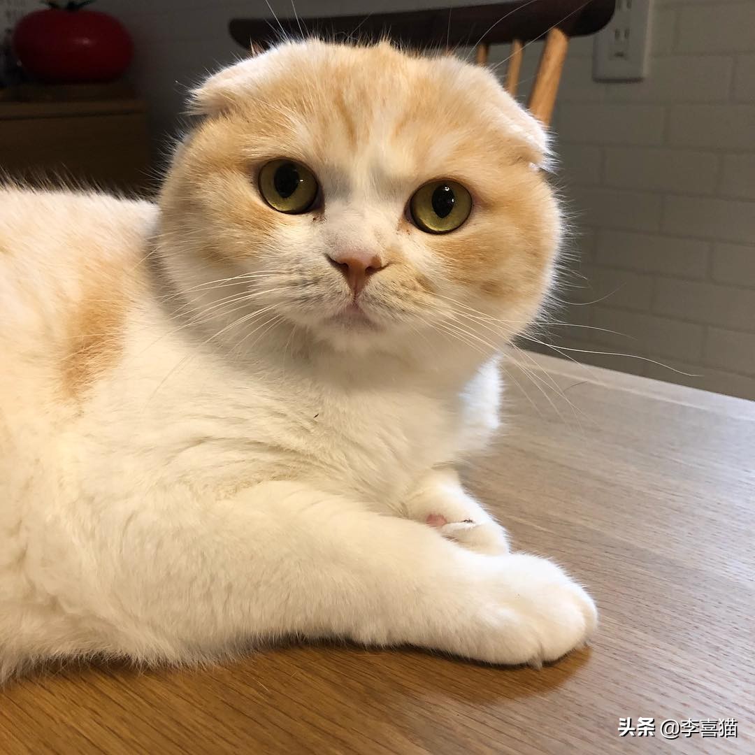 猫咪是只吃猫粮吗,猫咪是肉食动物为什么不攻击人类