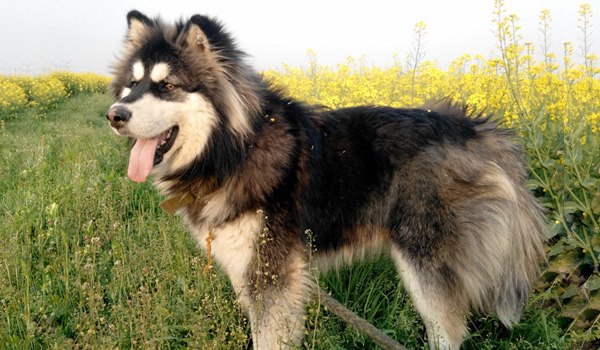 像哈士奇一样的小土狗是什么狗,比哈士奇还像狼的犬种