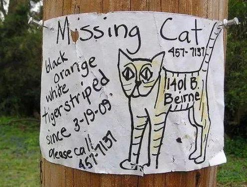 猫咪走丢了用什么方法找回,猫咪走丢了找回来的方法