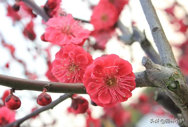 腊梅与梅花是一种花吗为什么,梅花和腊梅是不是一种植物