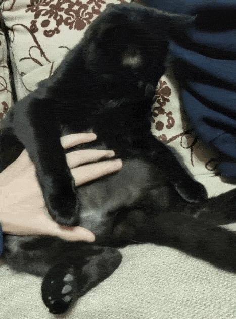 猫咪胀气和猫传腹有什么区别,猫咪肥胖还会有原始袋么