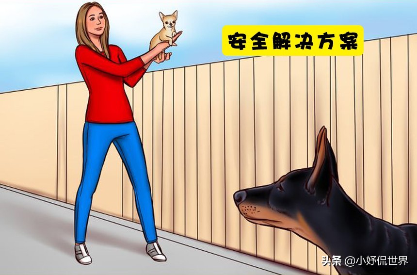 对待流浪狗伤人的方法,如何有效预防和减少流浪狗的出现