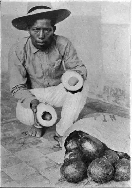 牛油果血腥,血腥牛油果