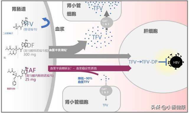 替诺福韦哪家是原研药,替诺福韦taf分子量