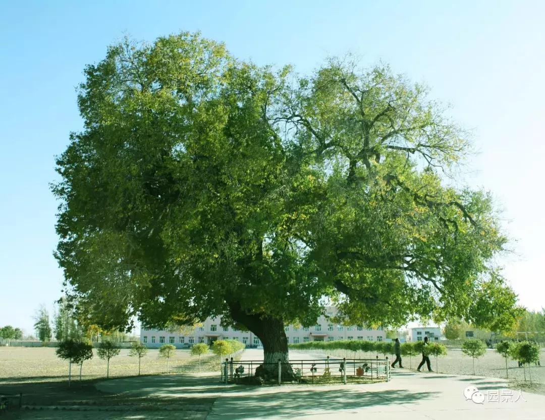 庭院藤蔓植物,庭院爬藤植物