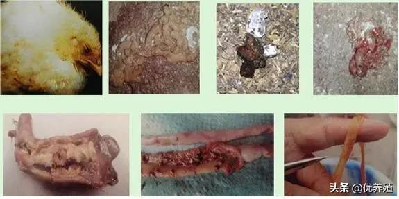 养鸡遇到鸡病怎么治,养鸡知识夏季球虫反复发作怎么办
