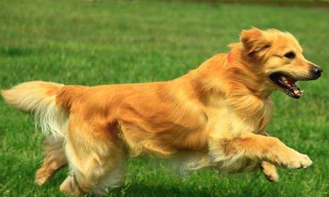 挑选金毛的正确方法,挑选金毛怎样才能挑选到好的