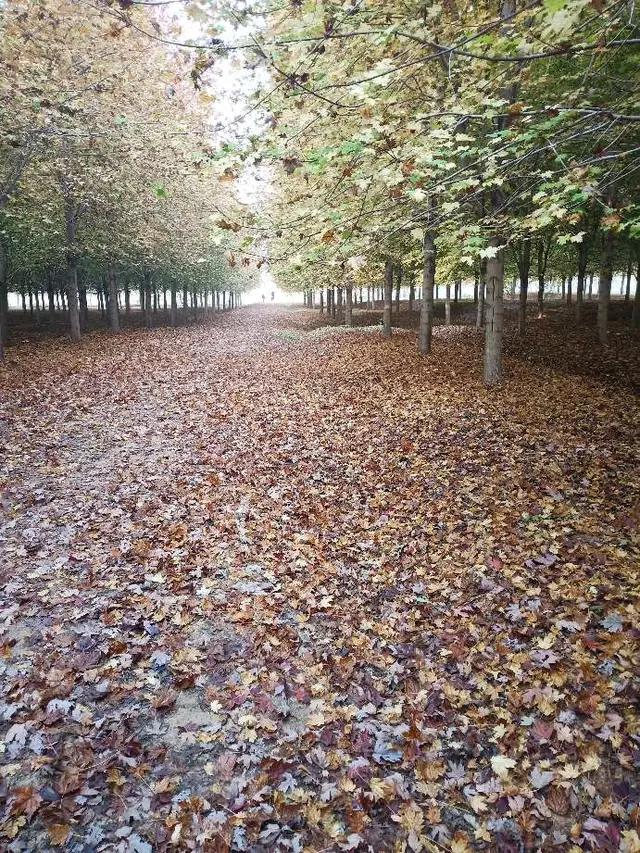 带你走进汽贸,卖车给二手车商需要哪些流程