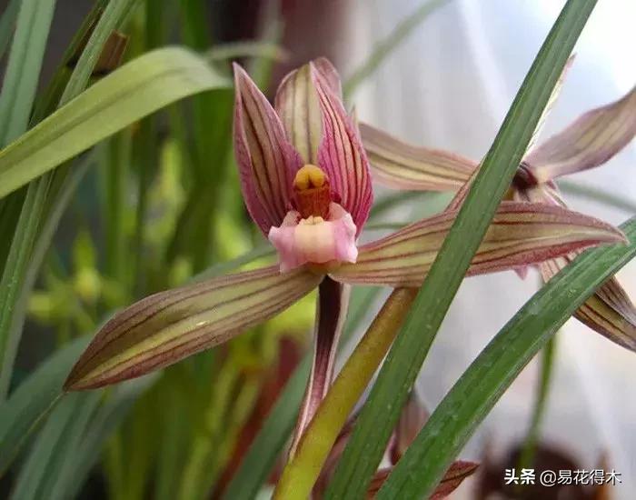 莲瓣兰的花和春剑的花有什么区别,春剑春兰莲瓣兰豆瓣兰怎么区分