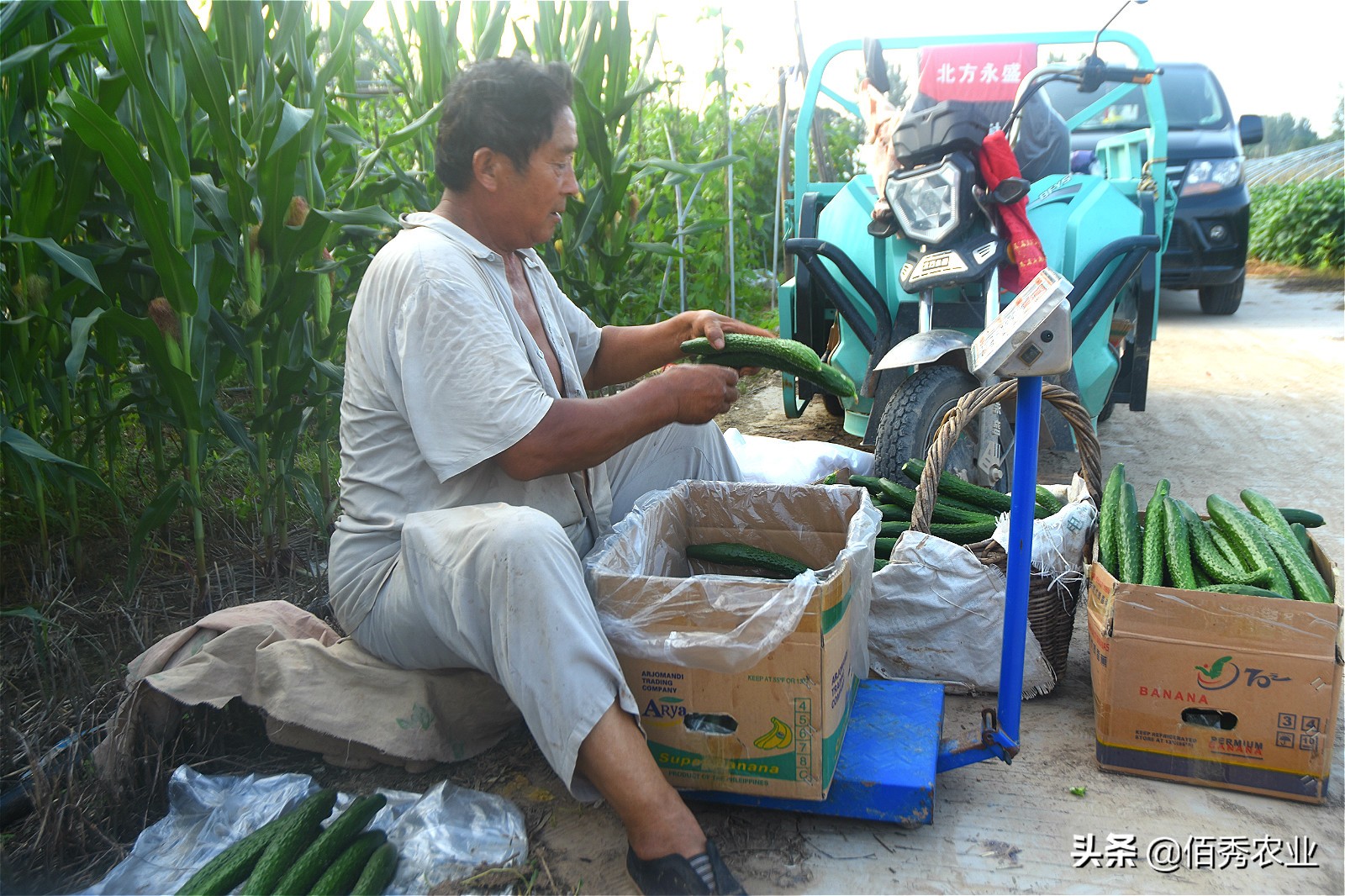 农村大叔种植黄瓜,农村种植一亩黄瓜要多少成本
