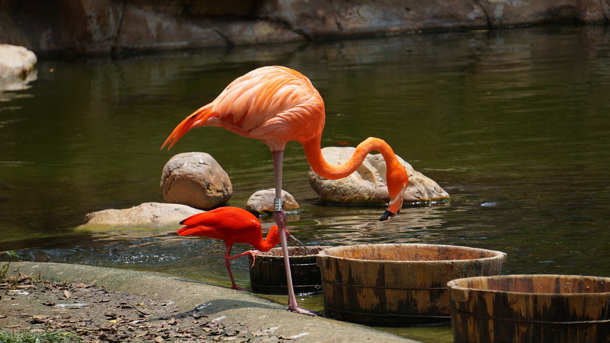 广州长隆有什么野生动物世界,长隆香江酒店长隆野生动物世界店