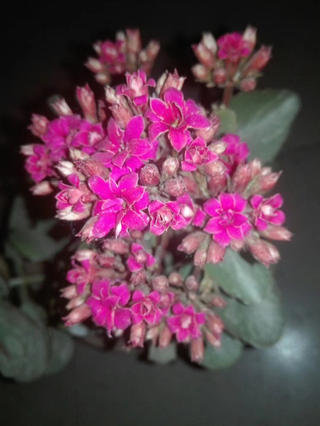 长寿花顶芽被虫吃,长寿花叶片被虫吃空了怎么办