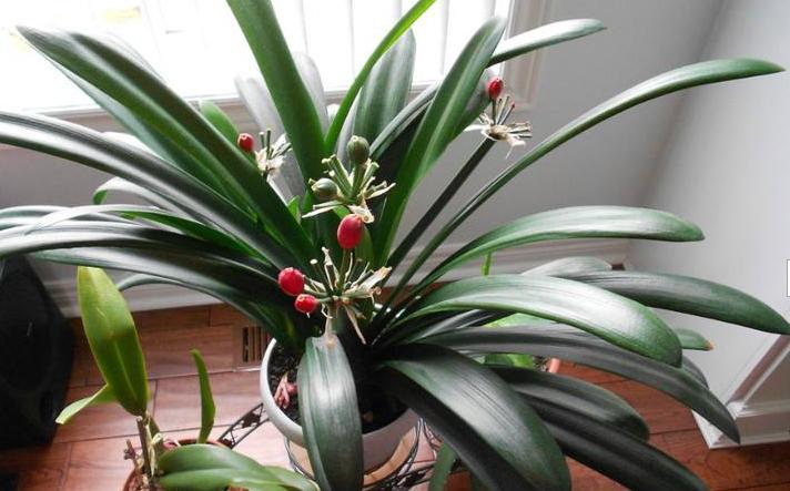 君子兰小夹子,君子兰长歪用的黑纸片