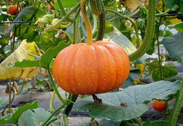 南瓜直接枯萎是什么原因导致,南瓜生长过程中怎么预防病虫害