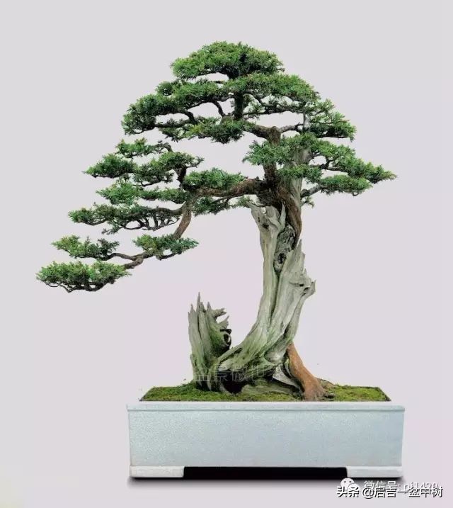 怎样养盆景树桩,怎么养盆景竹