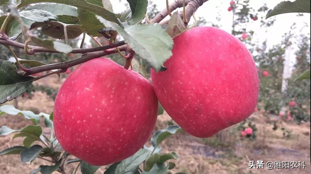 膨果着色最好的叶面肥配方,果树膨果专用配方