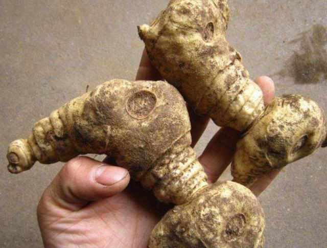 野生老虎山姜图片,深山遇见名贵野生老虎姜