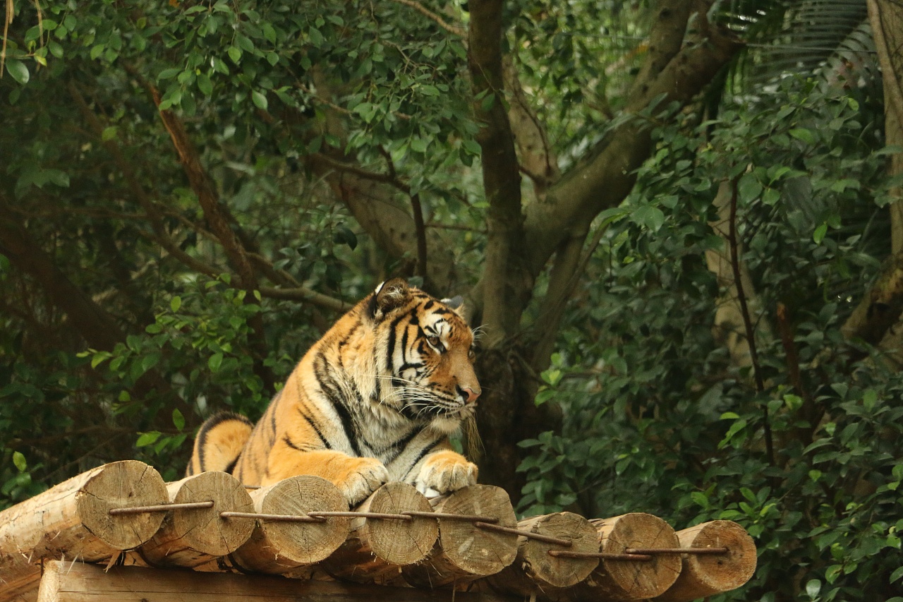 2021年西霞口野生动物园门票五一,2021南京金牛湖野生动物园门票