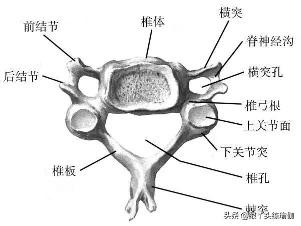 初学瑜伽颈椎基本动作视频,颈椎瑜伽初学入门视频教程
