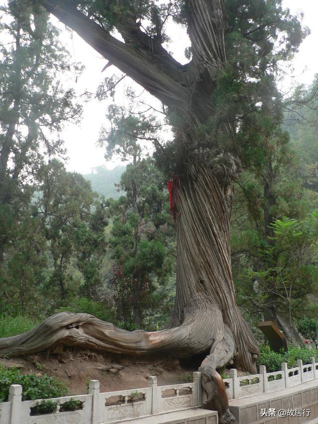 山西天下第一柏在哪里,山西省最奇特的山