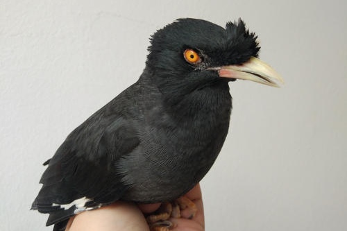 八哥鸟拉稀喝大蒜水,八哥鸟吃面包虫拉稀