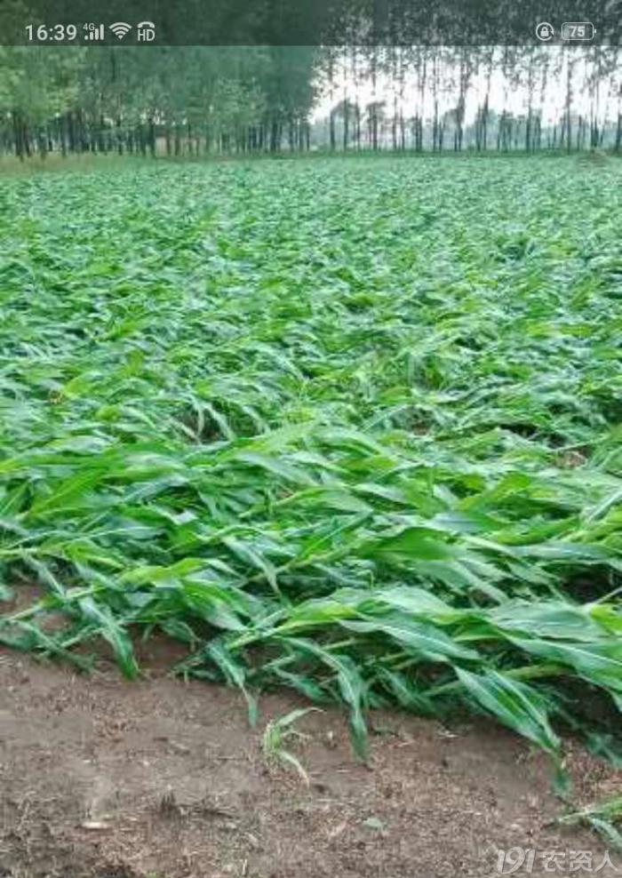 河南适合种植高产玉米,玉米高产高效种植技术