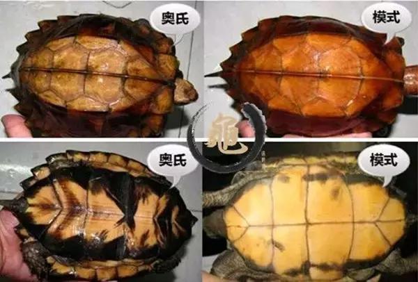 八角灵龟是不是保护动物,锯缘龟八角灵龟