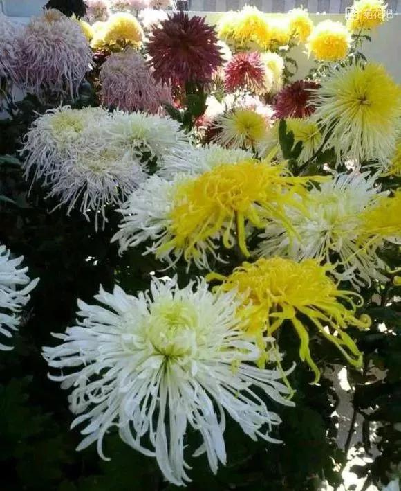 富贵吉祥的植物有哪些,最适合庭院种植的10种吉祥植物