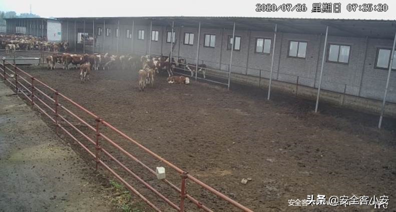 “云养殖”资金盘听过吗？千人被骗的血本无归