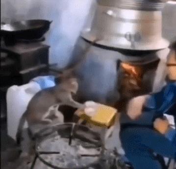 猫为什么喜欢屁股对着主人,猫对着人撅屁股是怎么回事