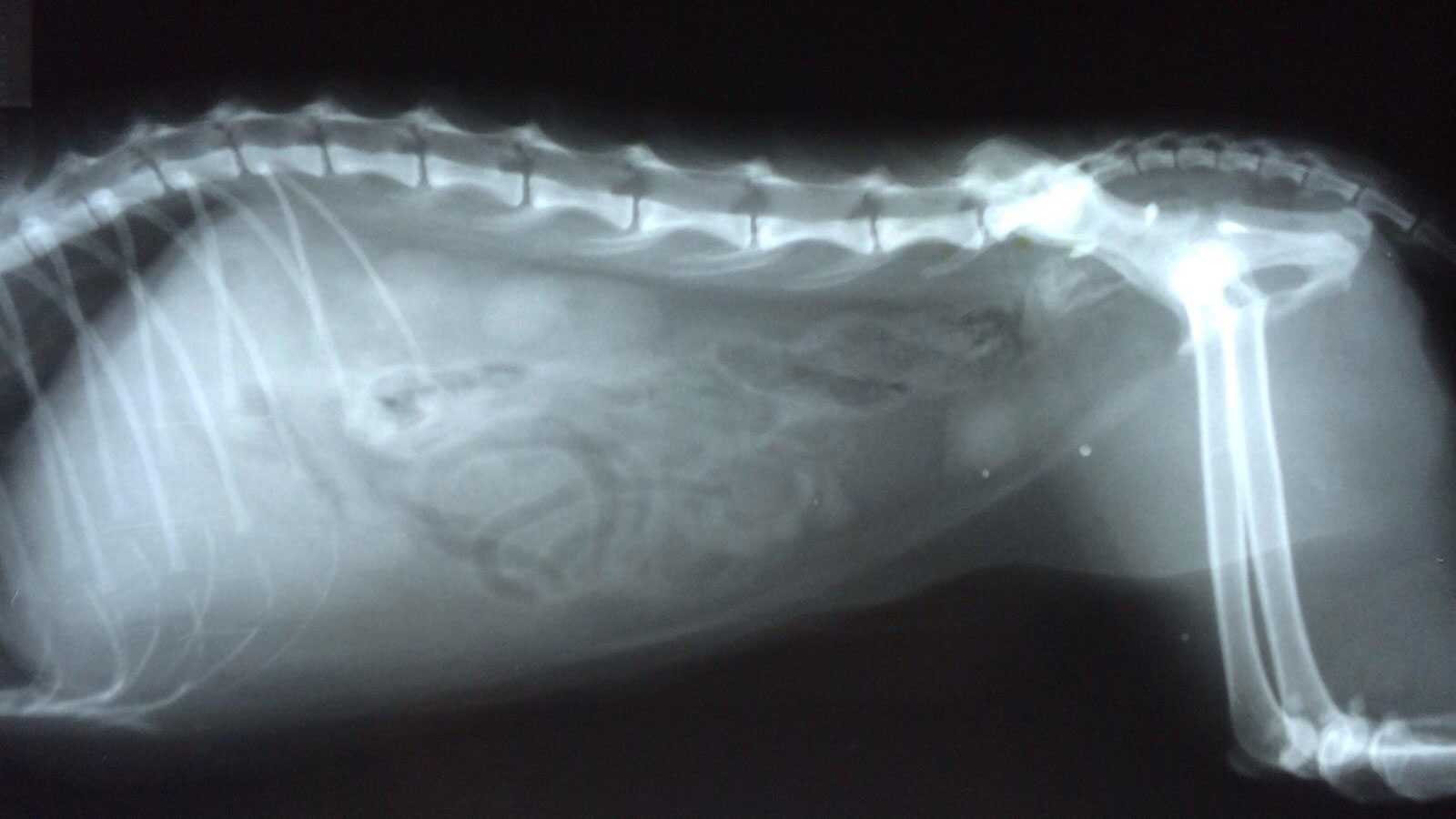 猫咪膀胱结石频繁上厕所尿少,猫咪排尿困难引起便血怎么办