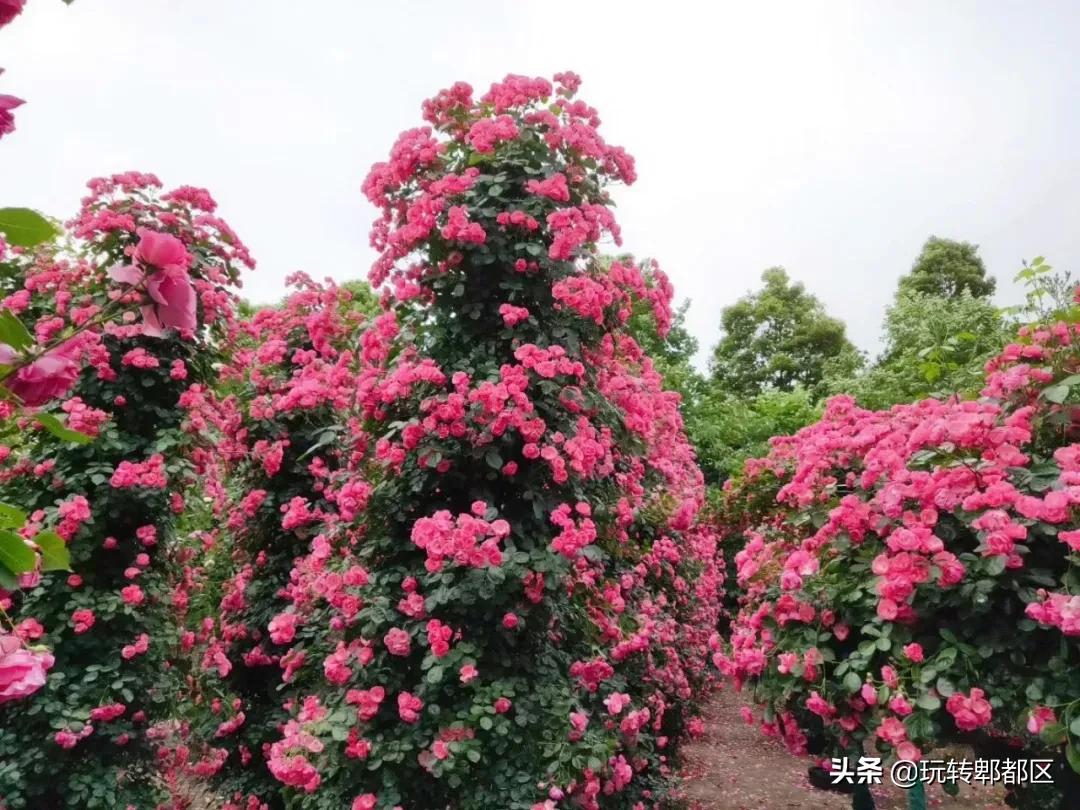 郫都区最美的花海,成都郫都花乡玫瑰开放了吗