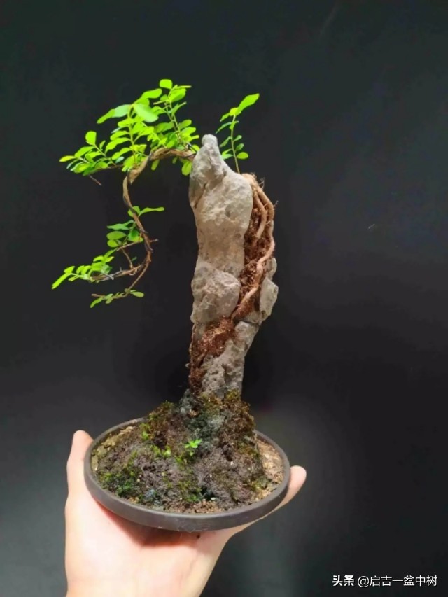 盆景对应季节,昼夜温差大对盆景有什么影响