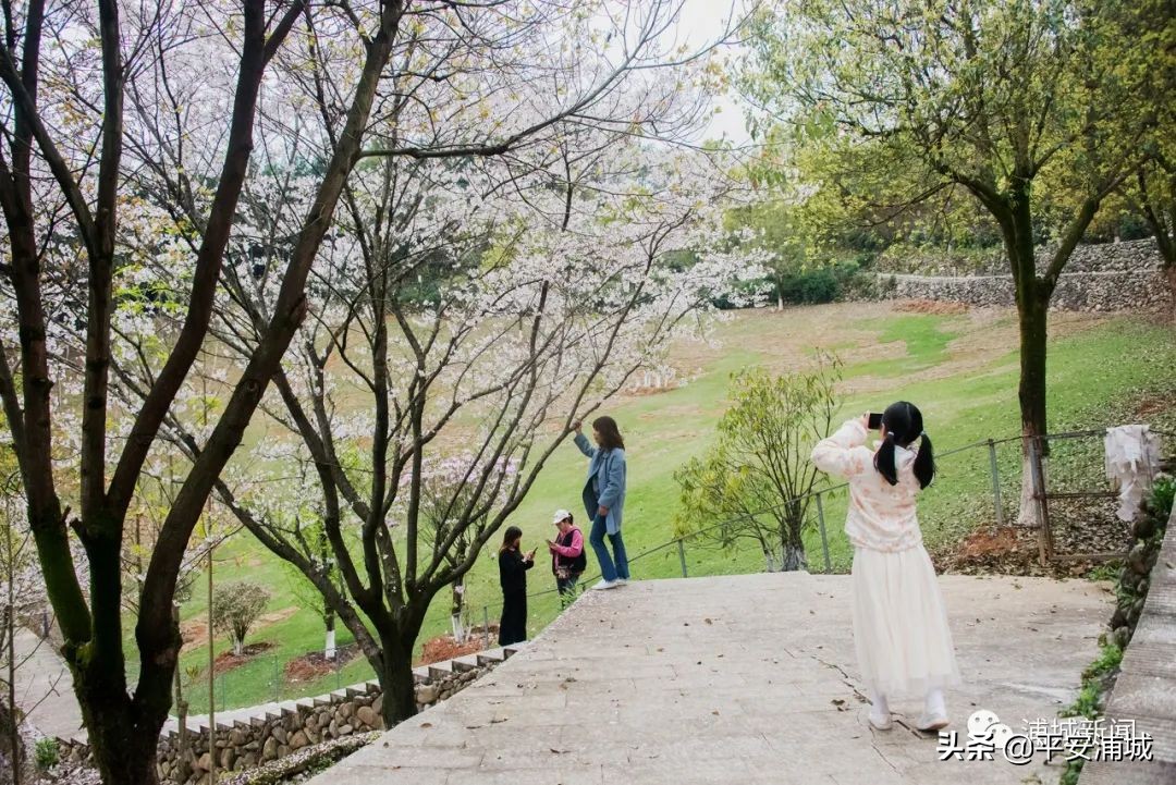 福建浦城樱花园,浦城樱花