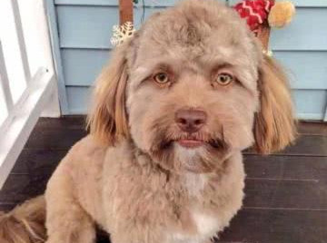 这些狗一出生，就赢在了起跑线上，因为长得实在太有趣了