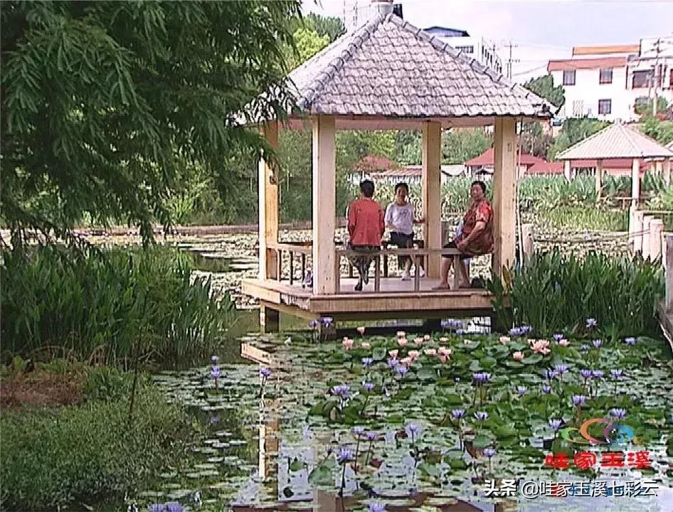 迷人！这里的“花中睡美人”盛开了