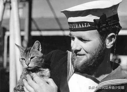 猫为什么会长那么长的胡须,为什么猫长胡须