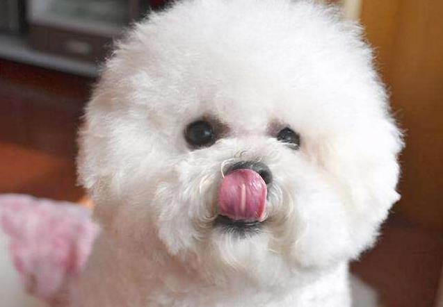 比熊犬舔你是怎么回事,比熊犬舔你的脸是为什么