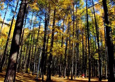 东北黑龙江的天气,美丽的东北冰天雪地